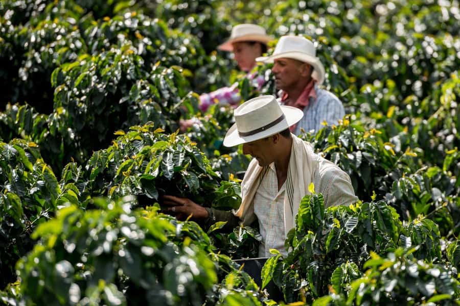 Most complete COFFEE TOUR at local family farm - Roasting and the change from bean to drink