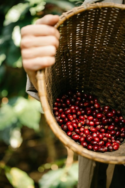 Most complete COFFEE TOUR at local family farm - Why the $75 price can make sense
