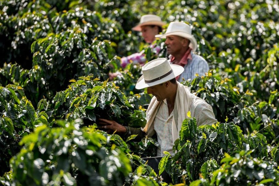 Most complete COFFEE TOUR at local family farm - Who will enjoy this outing most