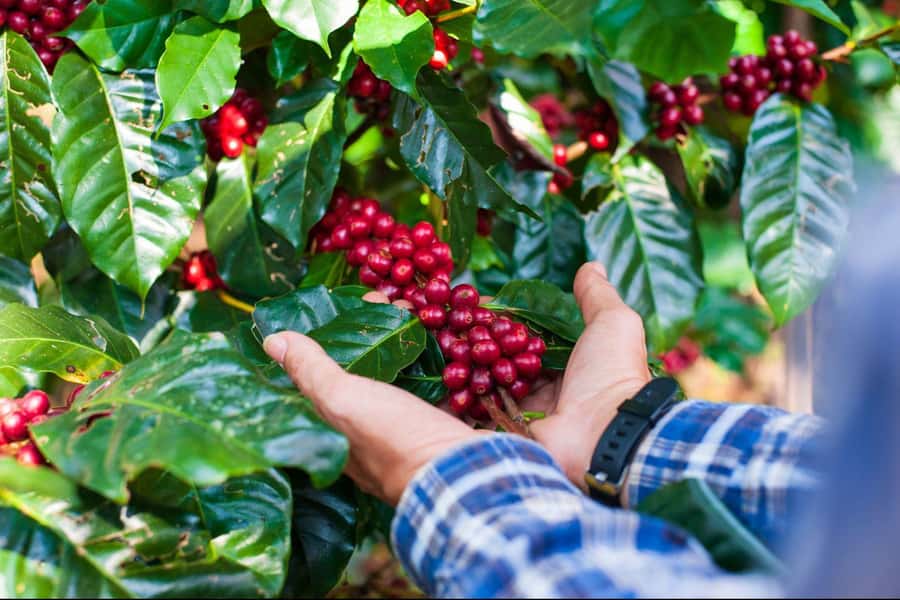Most complete COFFEE TOUR at local family farm - Seeing coffee grow before it reaches your cup