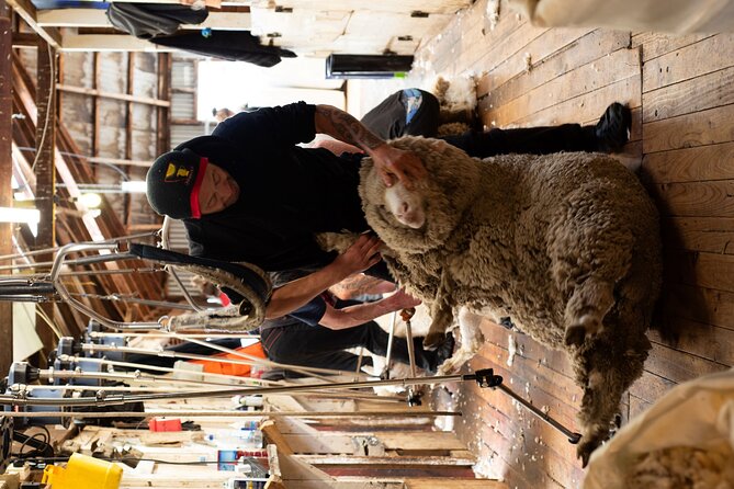 Mt. Hay Farm Experience Genuine Country Farming(Carbon Positive) - A short window into Mt. Hay’s high-country farm life