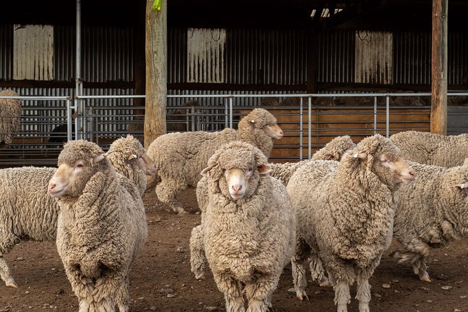 Mt. Hay Farm Experience Genuine Country Farming(Carbon Positive) - Watching Merino sheep being sheared