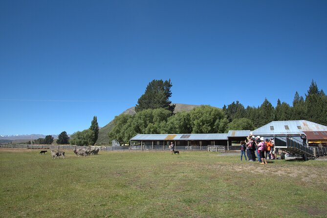 Mt. Hay Farm Experience Genuine Country Farming(Carbon Positive) - How to fit it into a Lake Tekapo day