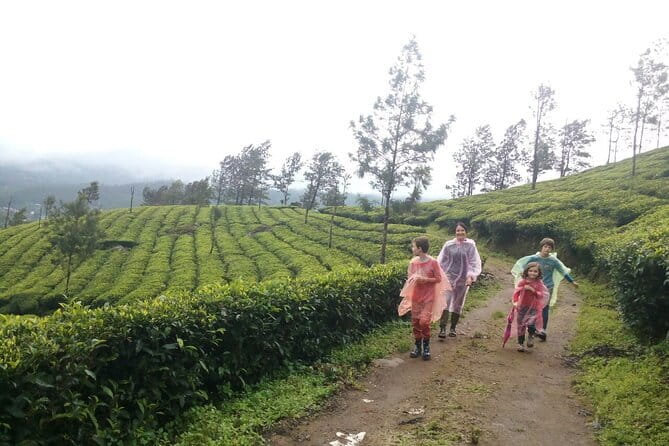 Munnar Tea Plantation Evening walking with Sunset View - Walking through tea fields, grassland, and forest