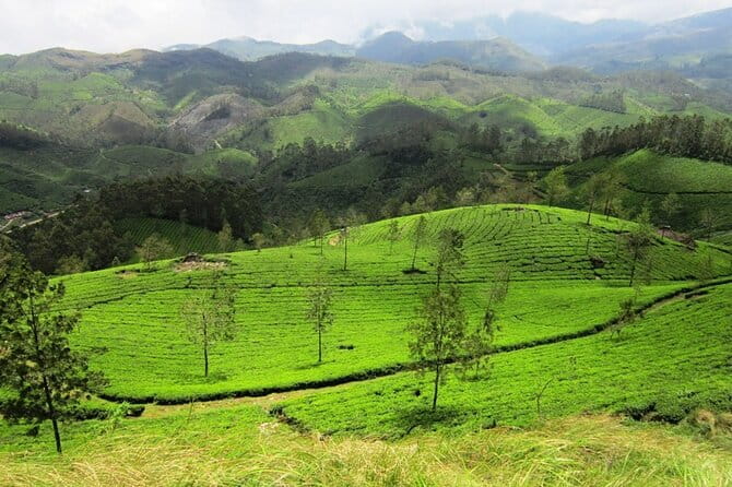 Munnar Tea Plantation Evening walking with Sunset View - The descent through coffee and cardamom plantations