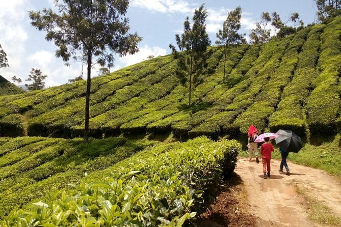Munnar Tea Plantation Evening walking with Sunset View - Starting at Rijo Villa at 3:30 pm