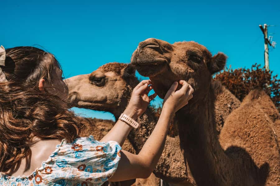 Mutchilba: Farm Animal Feeding - Meeting Heavy Horses and Gentle Farm Animals