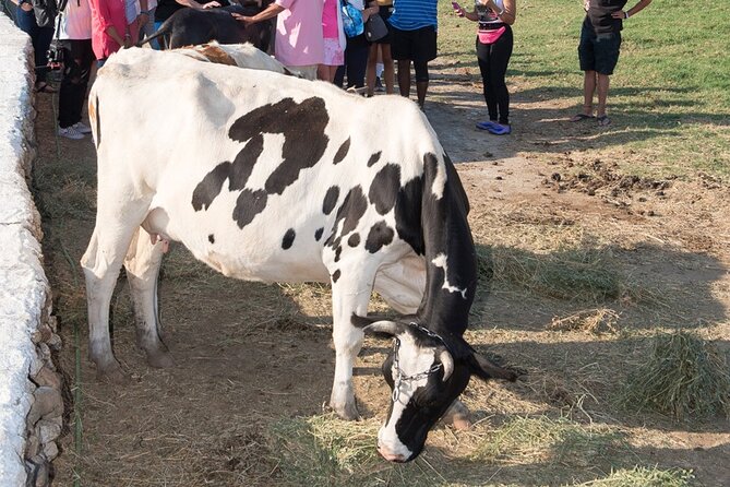 Mykonian Farm Entrance Ticket - Who will enjoy this farm visit most?
