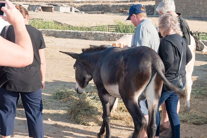 Mykonian Farm Entrance Ticket - Best ways to fit it into a Mykonos itinerary
