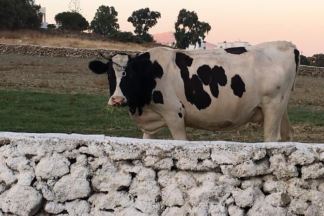 Mykonian Farm Experience - Free time helps keep the pace relaxed