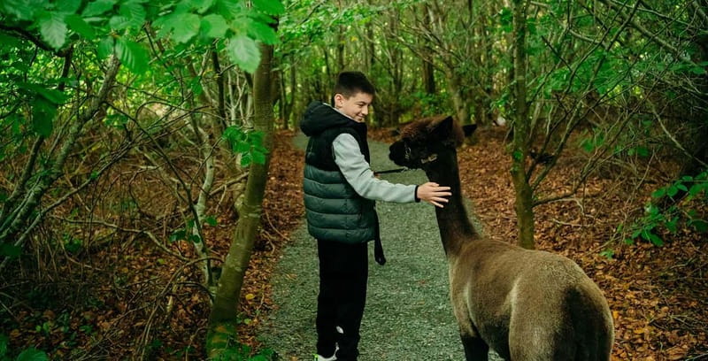 N. Ireland: Award Winning Guided Scenic Alpaca Trekking - Key points at a glance