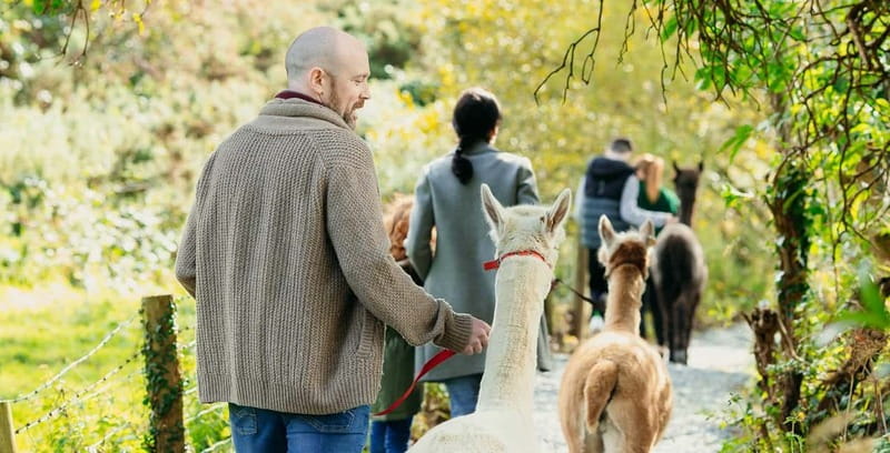 N. Ireland: Award Winning Guided Scenic Alpaca Trekking - The 40-minute trail through farmland and woodland