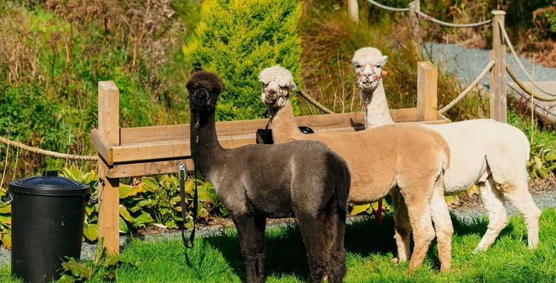 N. Ireland: Award Winning Guided Scenic Alpaca Trekking - Is $34 good value?