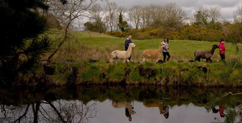 N. Ireland: Award Winning Guided Scenic Alpaca Trekking - Who will enjoy this experience most?