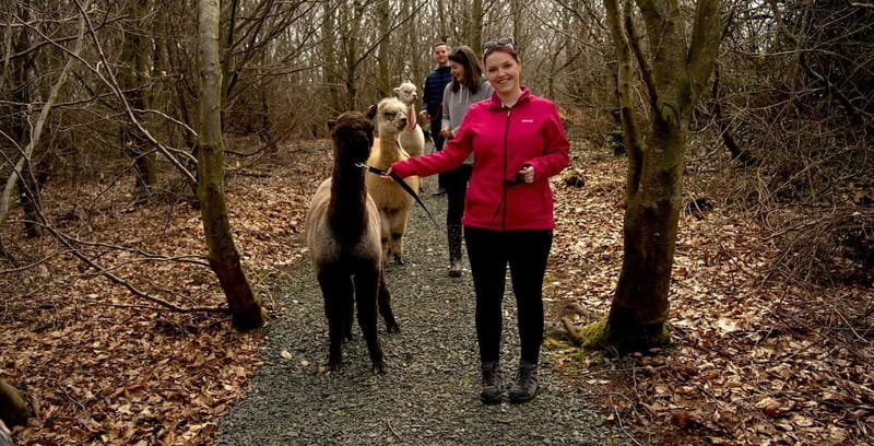 N. Ireland: Award Winning Guided Scenic Alpaca Trekking - Accessibility and practical comfort