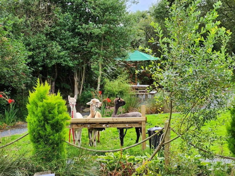 N. Ireland: Award Winning Guided Scenic Alpaca Trekking - Arriving at BallyBurren Outdoor Escapes