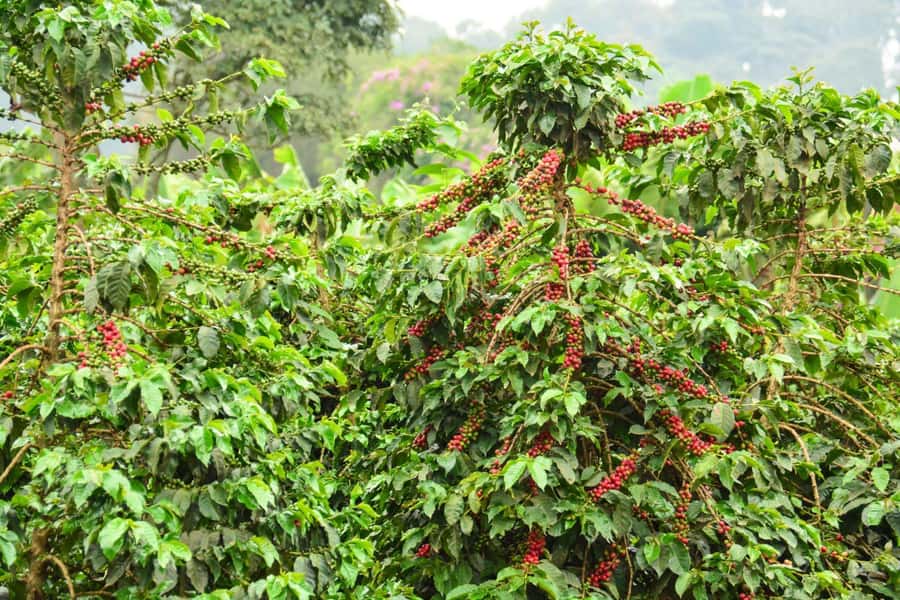 Nairobi: Coffee Factory and Farm Tour with Transfer - Small planning details that make a difference