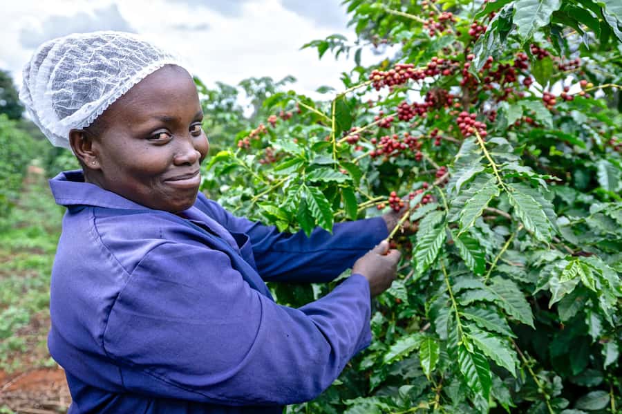 Nairobi: Coffee Factory and Farm Tour with Transfer - Following a coffee cherry from plant to bean