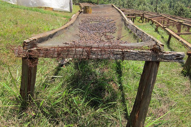 Nairobi Coffee Farm and Factory Tour - Why Fairview makes a good Nairobi side trip