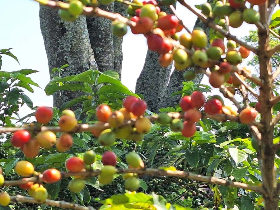 Nairobi: Coffee farm tour with pick up - Key points to know before booking