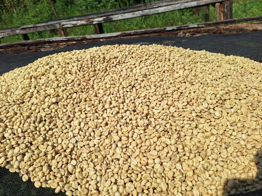 Nairobi: Coffee farm tour with pick up - From Nairobi pickup to Fairview Estate