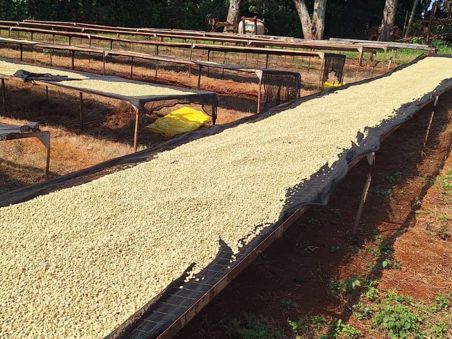 Nairobi: Coffee farm tour with pick up - Tasting Kenyan coffee by the cup