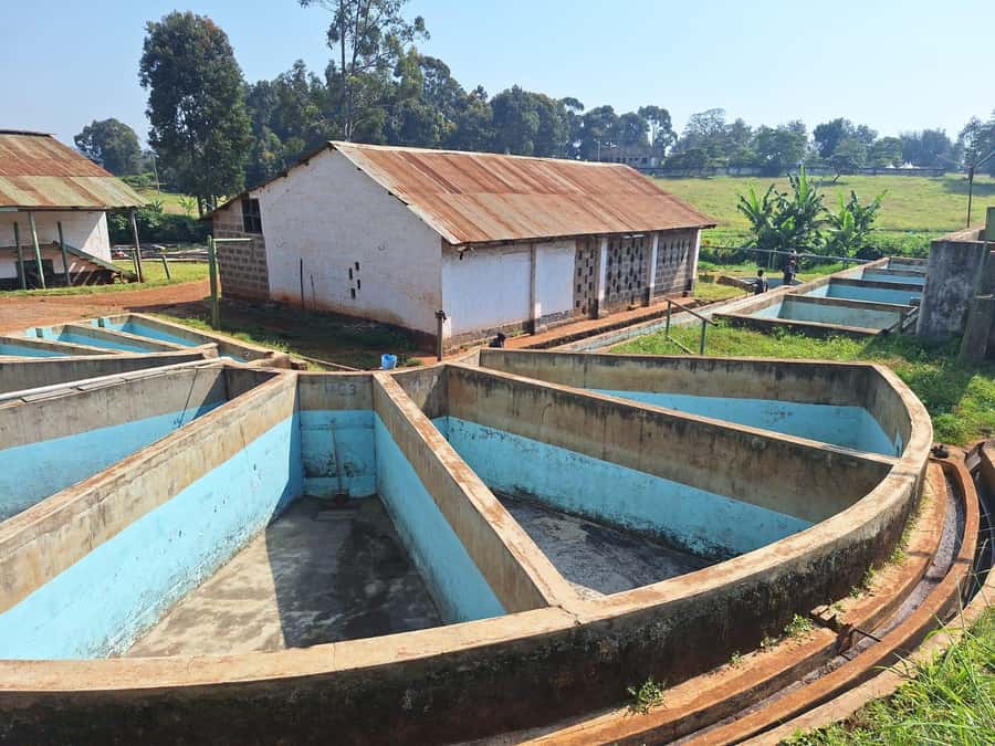 Nairobi: Coffee farm tour with pick up - The on-site shop and coffee souvenirs