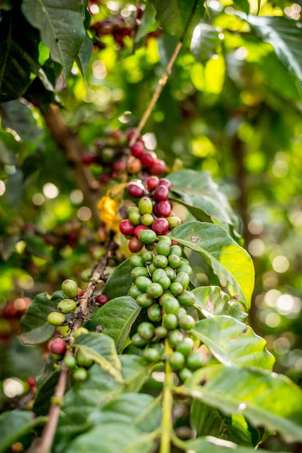 Nairobi: Guided Coffee Farm Tour with Tastings - From Nairobi streets to coffee-growing country