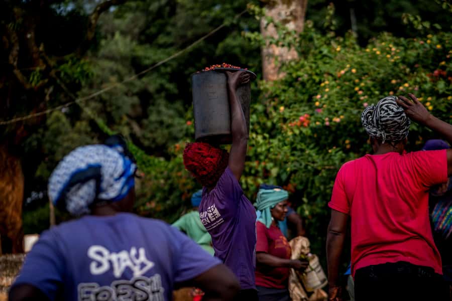 Nairobi: Guided Coffee Farm Tour with Tastings - Harvesting, drying, roasting, and the work behind the cup