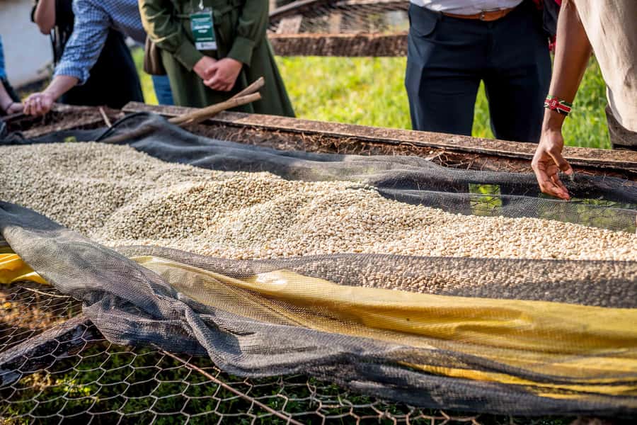 Nairobi: Guided Coffee Farm Tour with Tastings - Smell, taste, and test coffee in the liquor room