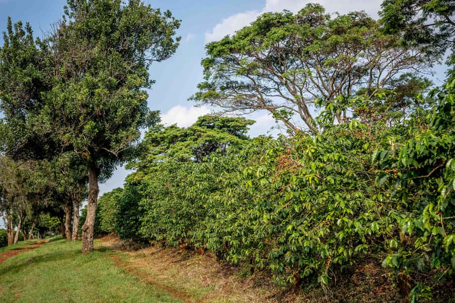 Nairobi: Guided Coffee Farm Tour with Tastings - Patrick Solomon and the value of the journey