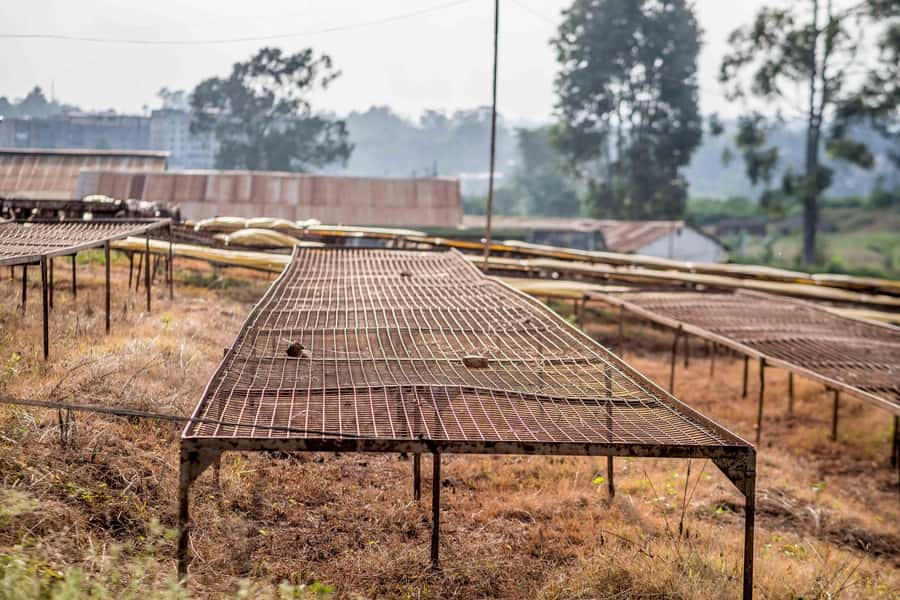 Nairobi: Guided Coffee Farm Tour with Tastings - Is $27 good value for a three-hour outing?