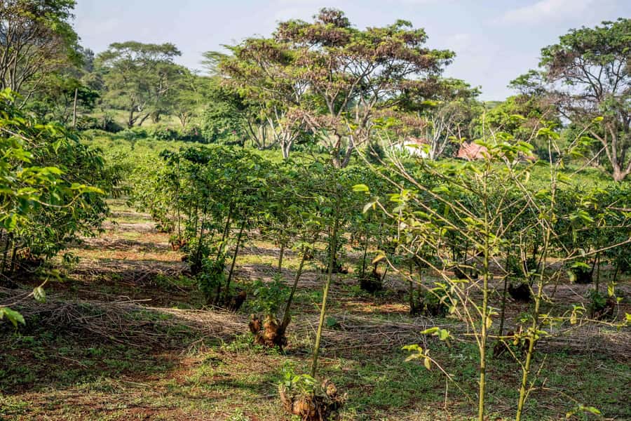 Nairobi: Guided Coffee Farm Tour with Tastings - Walking among Kenyan coffee plants
