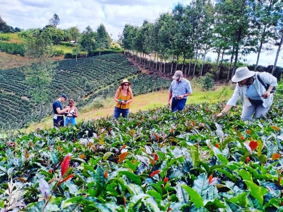 Nairobi: Purple Tea Farm Gatura Greens Day Trip - Why Gatura Greens makes tea feel personal