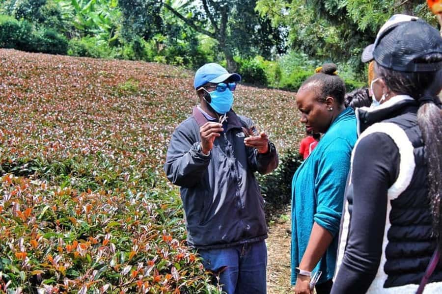 Nairobi: Purple Tea Farm Gatura Greens Day Trip - Lunch with tea in the menu