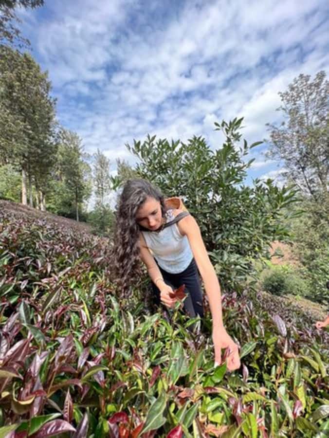 Nairobi: Purple Tea Farm Gatura Greens Day Trip - Tasting Kenya one cup at a time