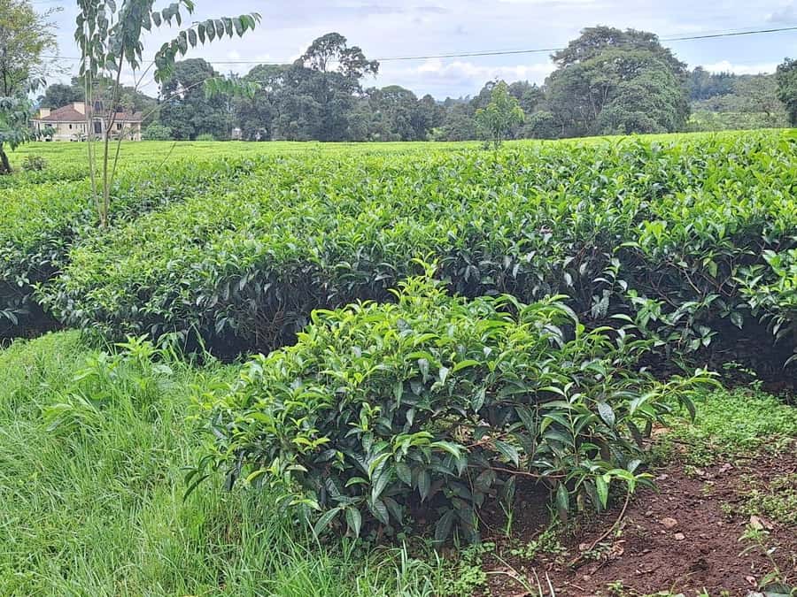 Nairobi: Tea Farm Day Trip with Lunch at kiambethu - The real price and what you receive