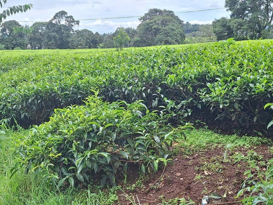 Nairobi: Tea Farm Day Trip with Lunch at kiambethu - Why Kiambethu is more than a tea tasting