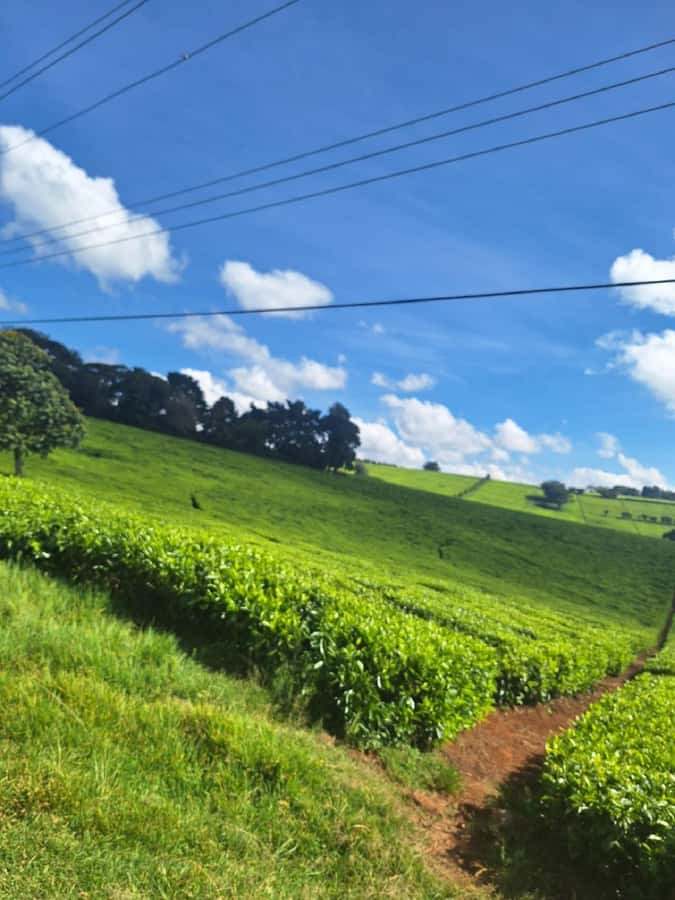 Nairobi: Tea Farm Day Trip with Lunch at kiambethu - The 11am welcome and farm story