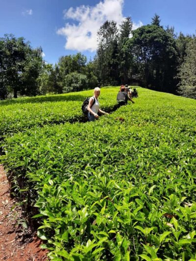 Tea Farm Day Trip with Lunch at kiambethu