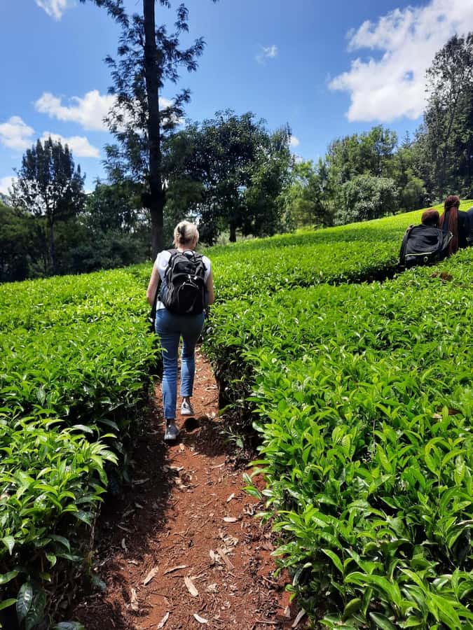 Nairobi: Tea Farm Day Trip with Lunch at kiambethu - Making orthodox tea by hand