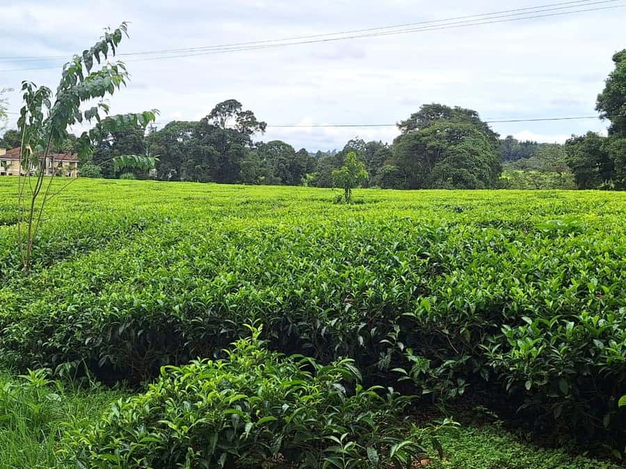 Nairobi: Tea Farm Day Trip with Lunch at kiambethu - Gardens, bonfire, and the end of the day