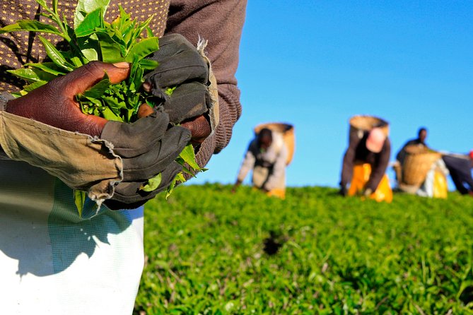 Nairobi to Kiambethu Tea Farm Tour - Key details before you book