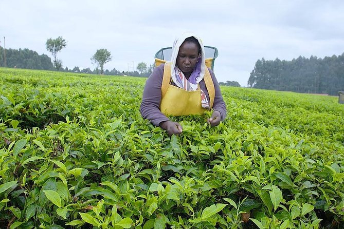 Nairobi to Kiambethu Tea Farm Tour - Why Kiambethu makes a good Nairobi day out