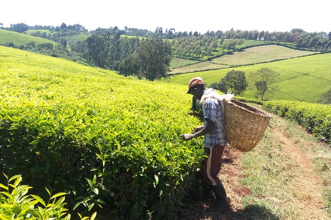 Nairobi to Kiambethu Tea Farm Tour - Seeing tea growing in the field