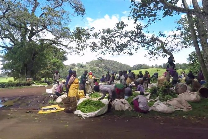 Nairobi to Kiambethu Tea Farm Tour - The indigenous forest walk