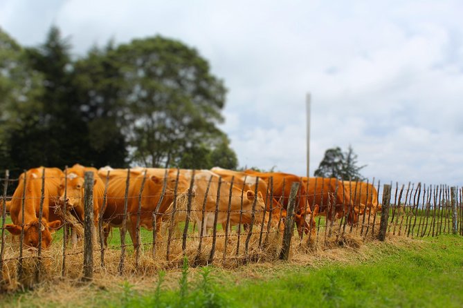 Nairobi to Kiambethu Tea Farm Tour - The verandah and the three-course lunch