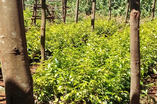 Nairobi to Kiambethu Tea Farm Tour - What the $108 price covers