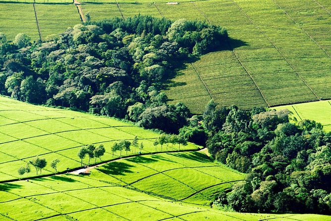 Nairobi to Kiambethu Tea Farm Tour - Getting from Nairobi to the farm