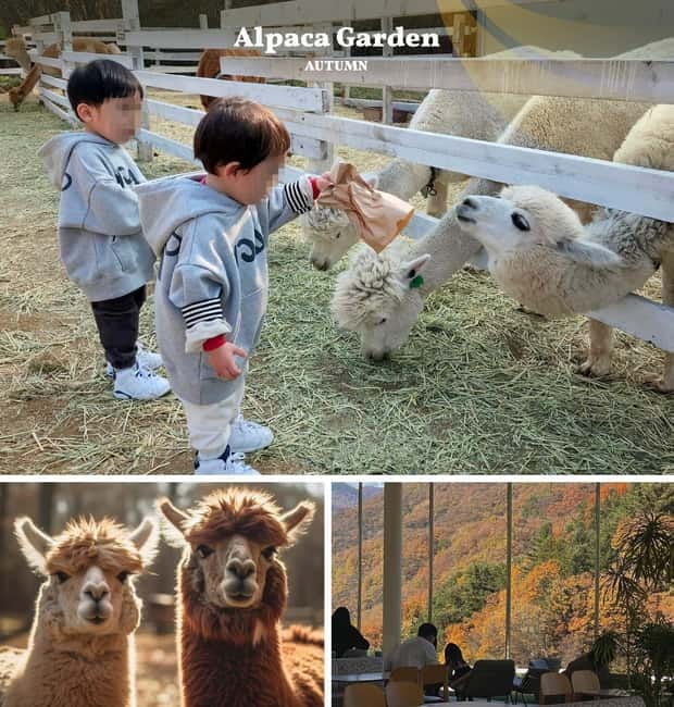 Nami Island, Railbike & Alpaca Garden Day Trip from Seoul - Riding the Gangchon Railbike through the valleys
